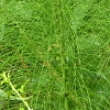 Plants: image 86 Of 116 Thumb